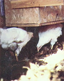 And if you keep the leaves, you'll have warm, clean bedding for your chickens and other livestock.